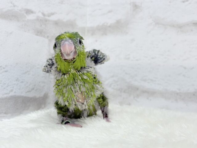 サザナミインコ