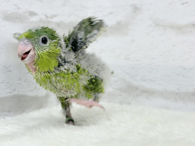 サザナミインコ