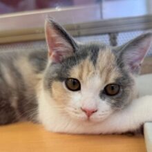 最新画像📷お久しぶり！三毛カラーのブリティッシュちゃん！