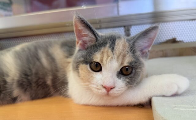 最新画像📷お久しぶり！三毛カラーのブリティッシュちゃん！