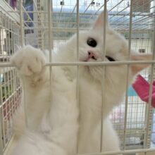 最新画像📷ミルクティーみたいな可愛さ！サイベリアンちゃん！