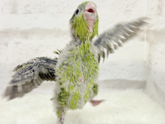 サザナミインコ