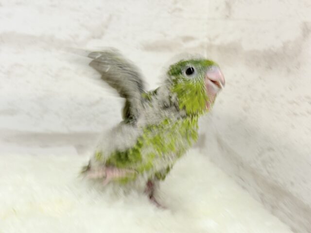 サザナミインコ