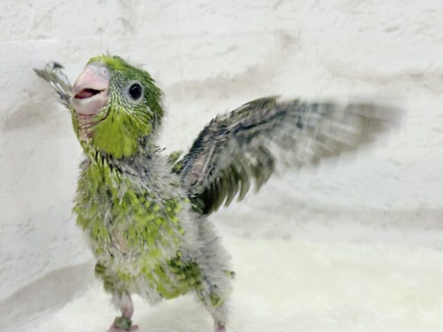 サザナミインコ