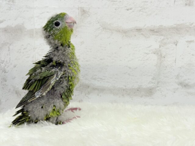 サザナミインコ