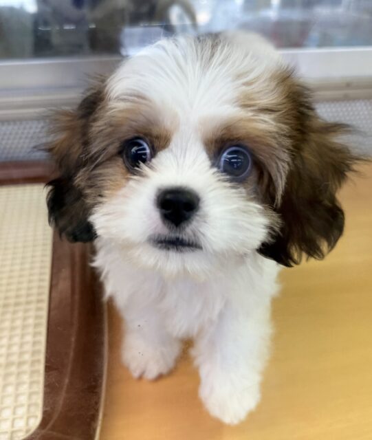愛称が不明
