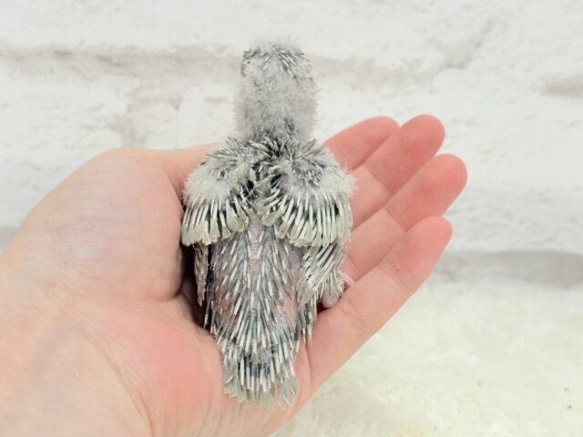 サザナミインコ