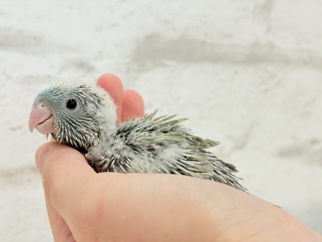 サザナミインコ