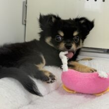 最新画像！元気の塊のようなチワワ来ましたー