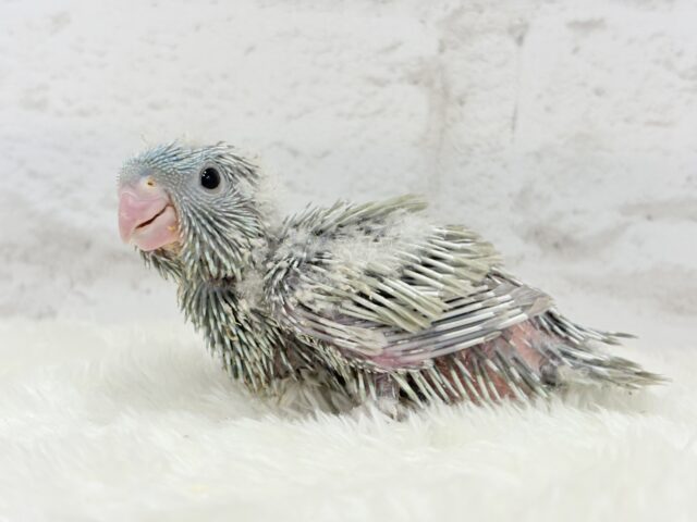 サザナミインコ