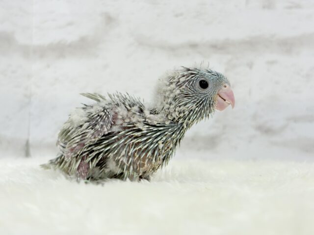 サザナミインコ