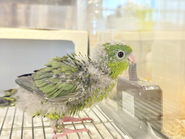 サザナミインコ