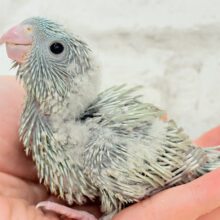 たくさん寝る子は大きく育つ♬*°サザナミインコ(ブルースパングル) ヒナ