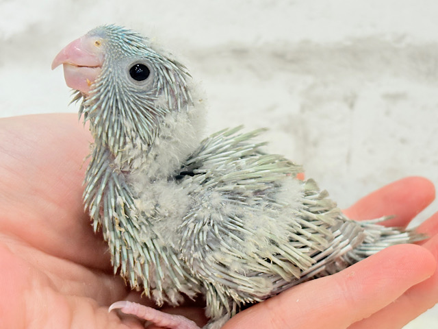 たくさん寝る子は大きく育つ♬*°サザナミインコ(ブルースパングル) ヒナ