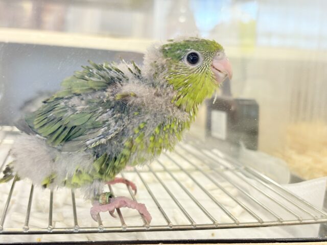 サザナミインコ