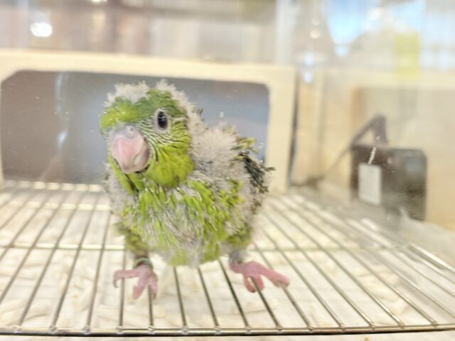 サザナミインコ
