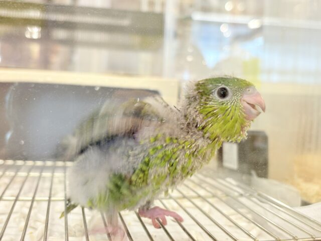 サザナミインコ