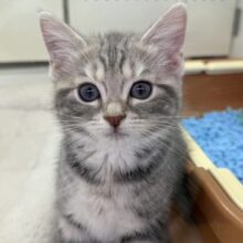 最新画像！お久しぶり！アメショの女の子！