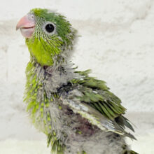サザナミ界のアピール番長‪☆サザナミインコ(ダークグリーンスパングルSF) ヒナ