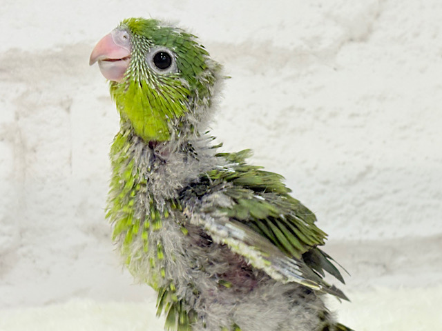 サザナミ界のアピール番長‪☆サザナミインコ(ダークグリーンスパングルSF) ヒナ