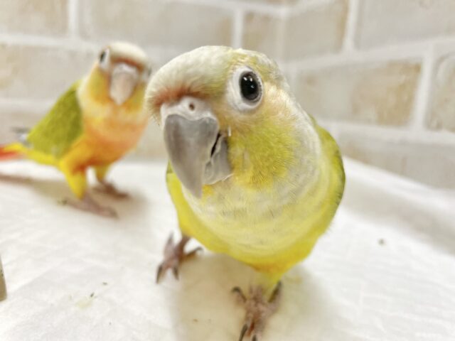 ホオミドリウロコインコ