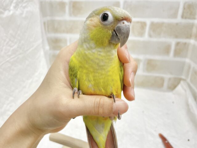 ホオミドリウロコインコ