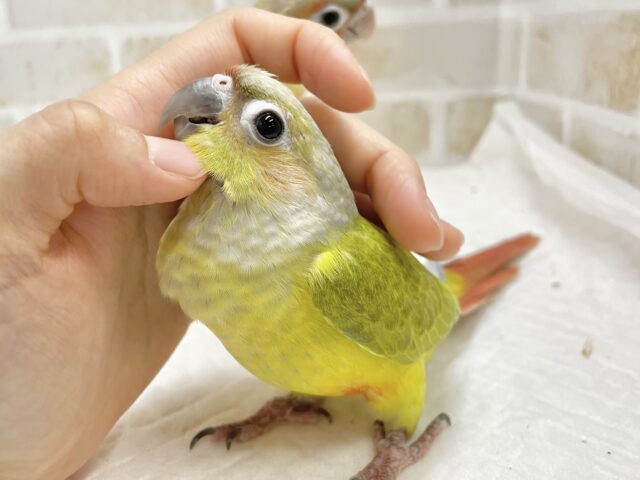ホオミドリウロコインコ