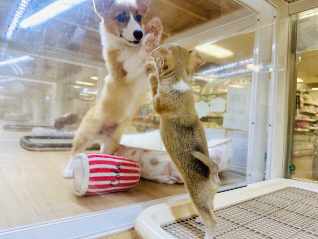 チワワ