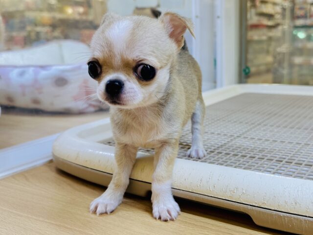 チワワ