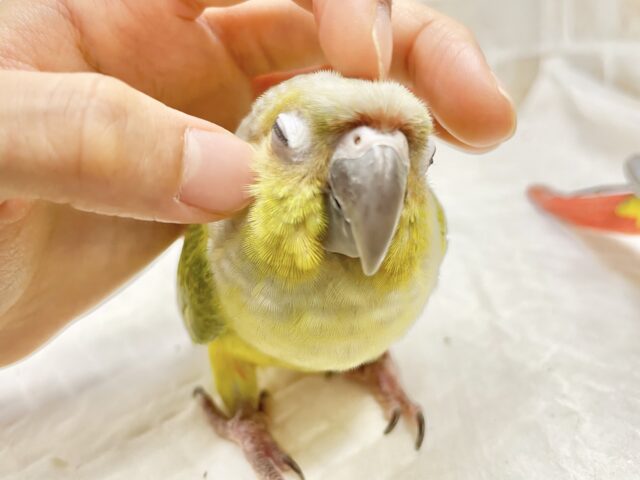 ホオミドリウロコインコ