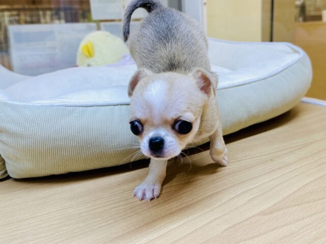 チワワ