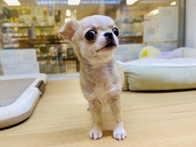 チワワ