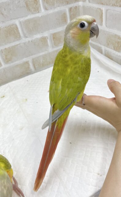 ホオミドリウロコインコ