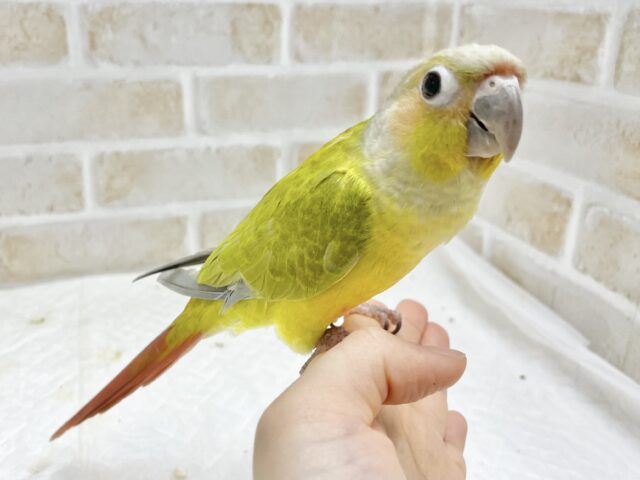 ホオミドリウロコインコ