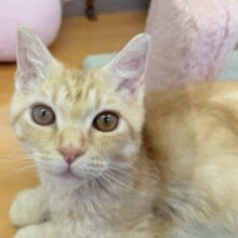 最近画像！カールが素敵🐈ラムキンくん！