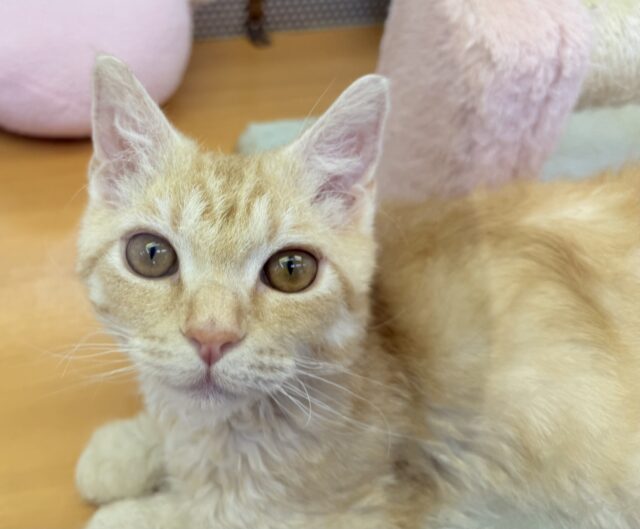 最近画像！カールが素敵🐈ラムキンくん！