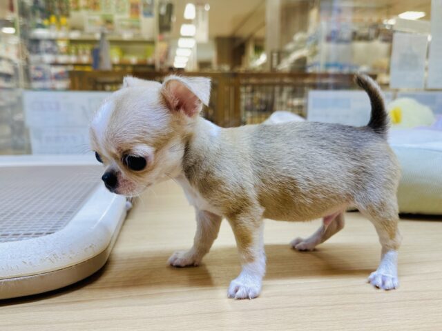 チワワ