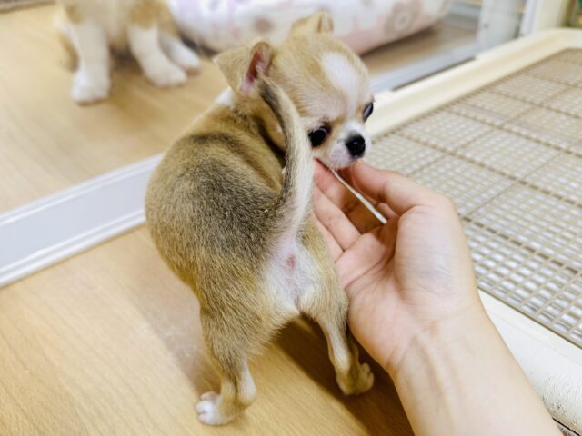 チワワ