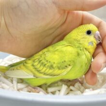 最新画像あり⭐️新緑カラーのグリーンさん🌳セキセイインコ（グリーンスパングル）