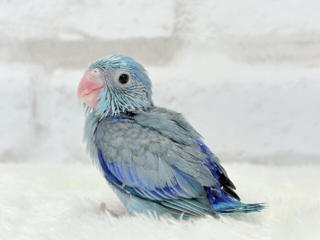 マメルリハ