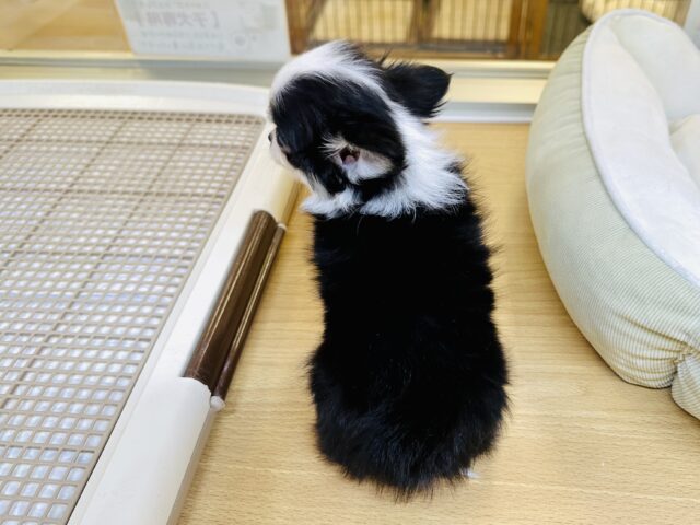 チワワ