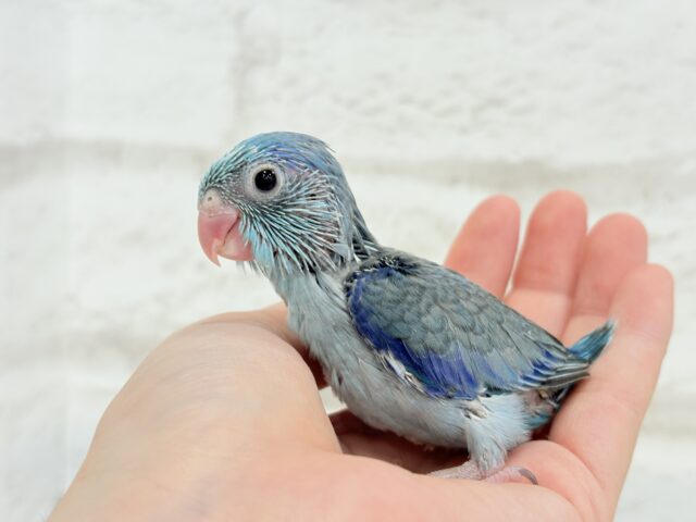 マメルリハ