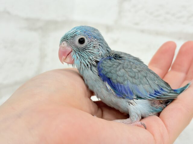 マメルリハ