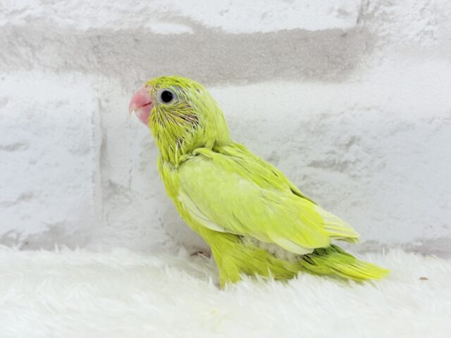 マメルリハ