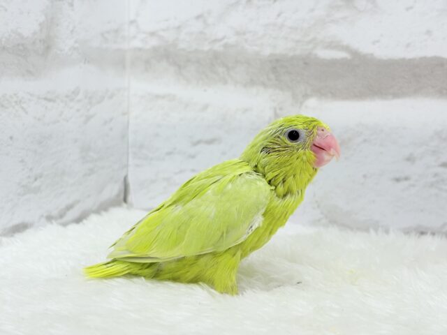 マメルリハ
