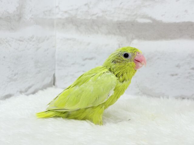 マメルリハ