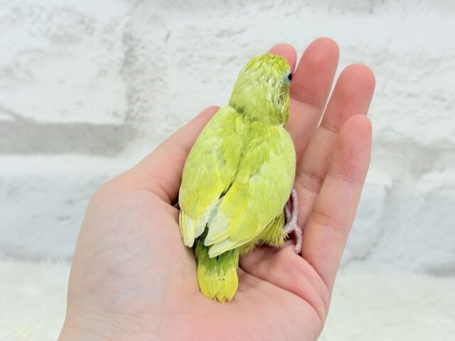 マメルリハ