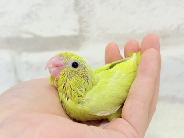 マメルリハ