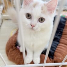 最新画像📷ミルクティーみたいな可愛さ！サイベリアンちゃん！