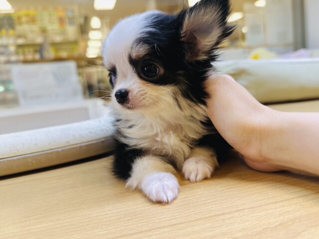 チワワ